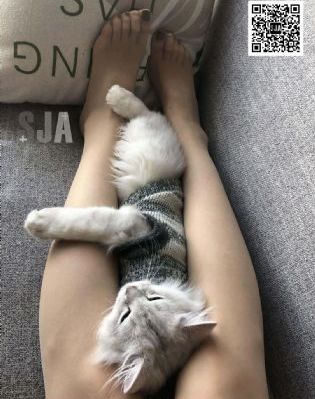 食戬之灵_4K在线观看
